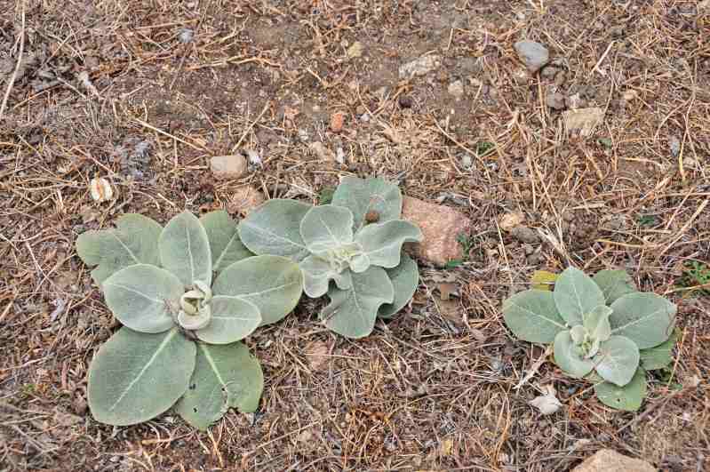 Verbascum pulverulentum